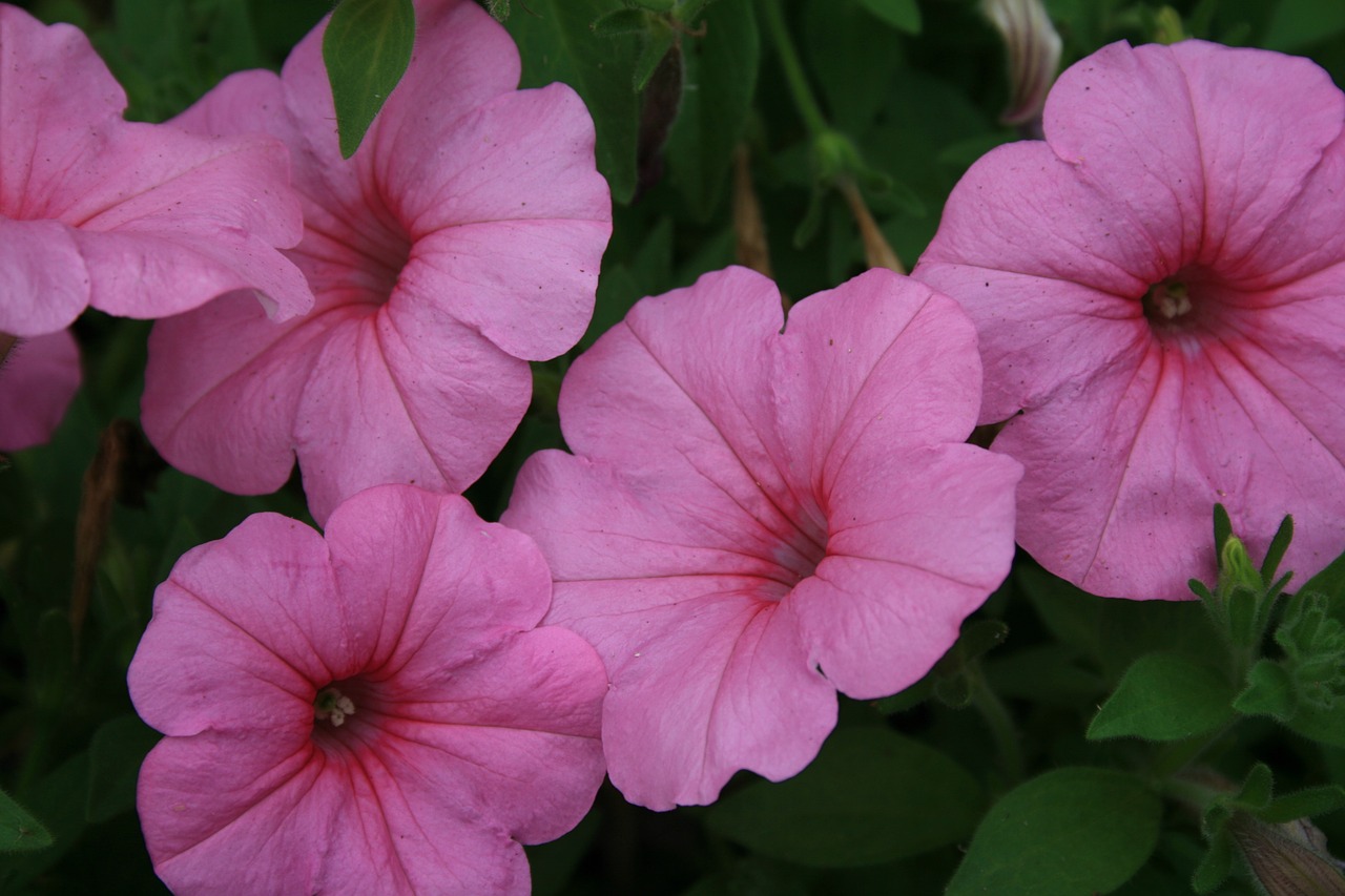 petunia pink flower free photo