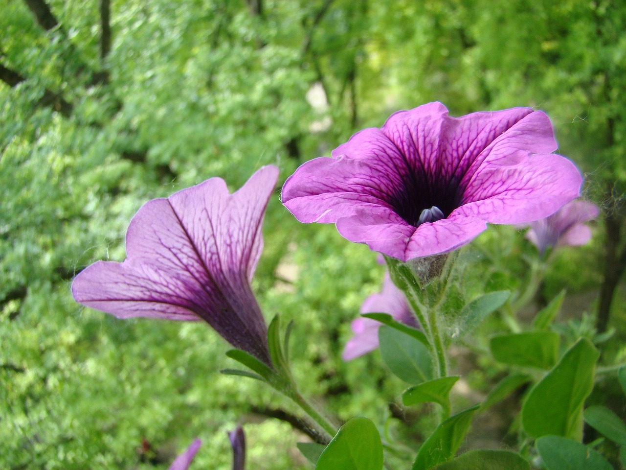 petunia flowers purple free photo