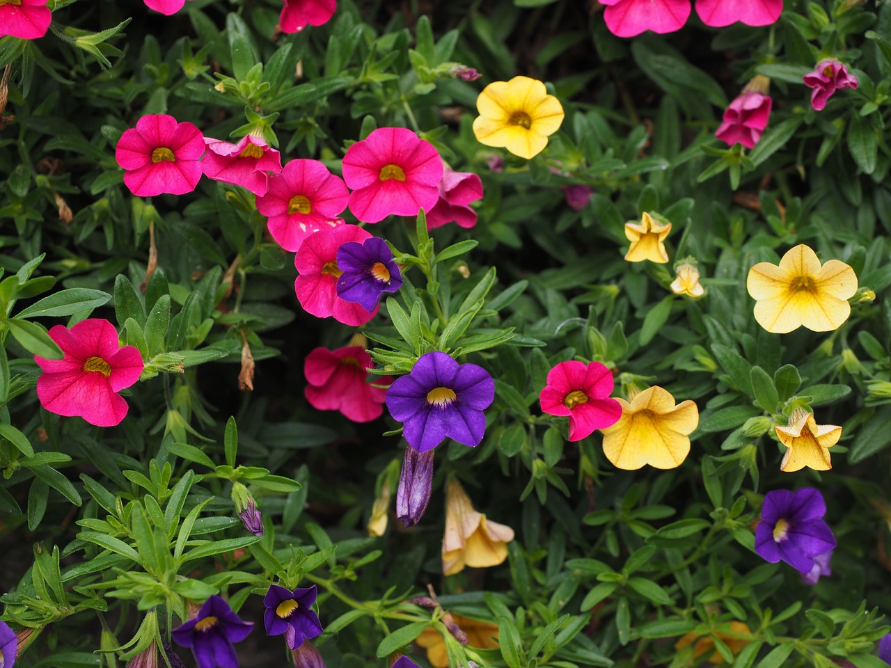 petunia colorful flowers free photo