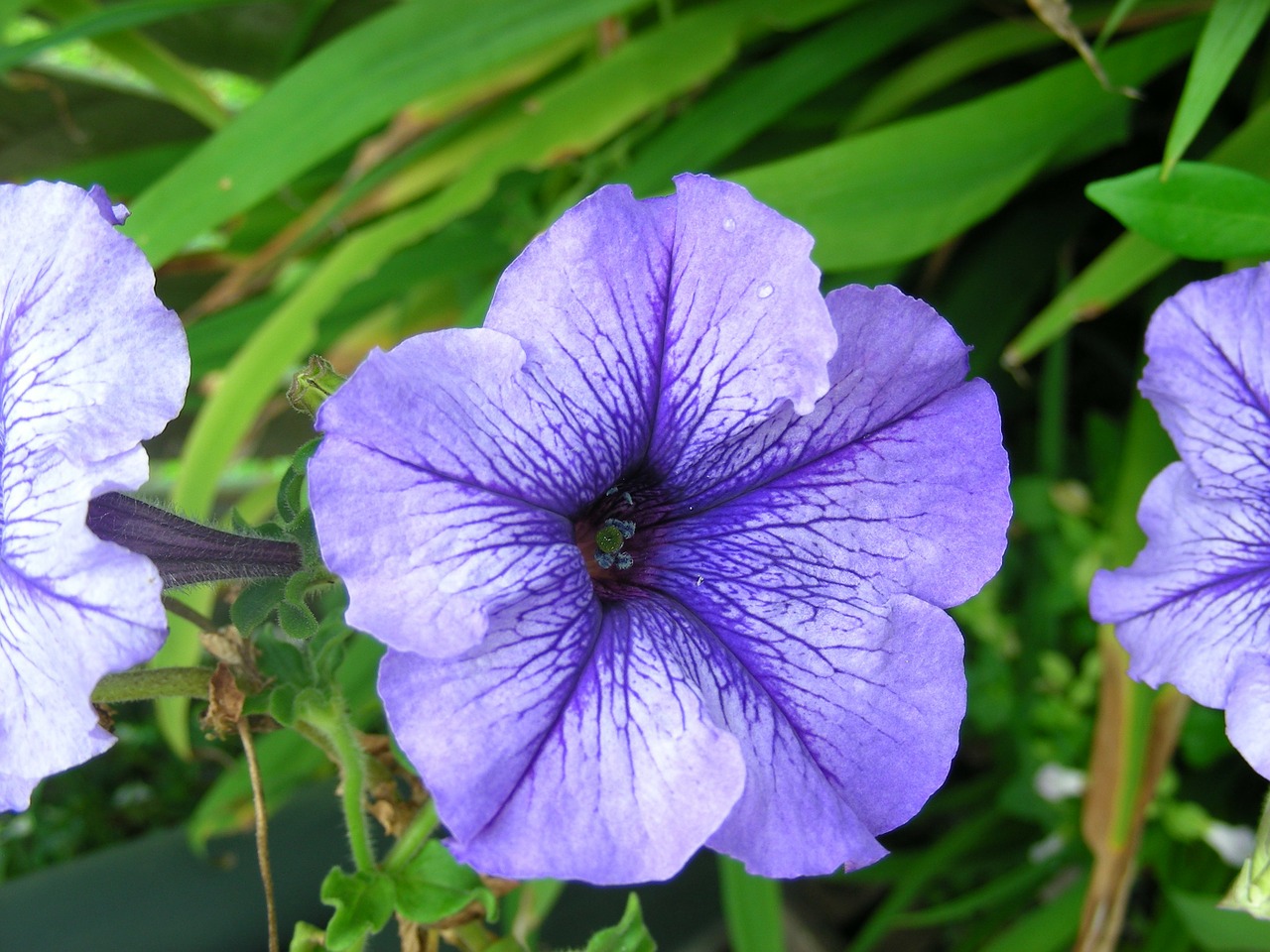 petunia flower purple free photo