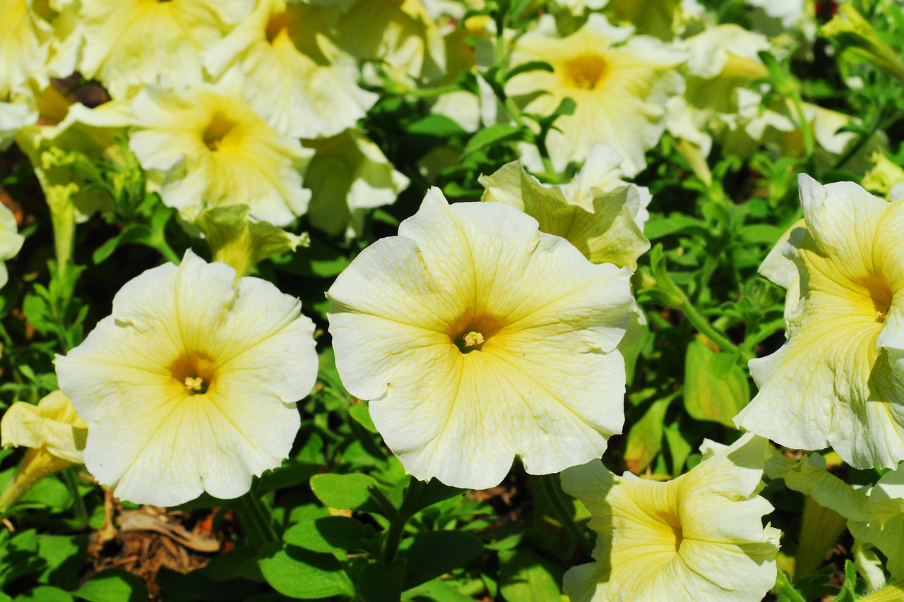 petunia yellow flower yellow petunia free photo