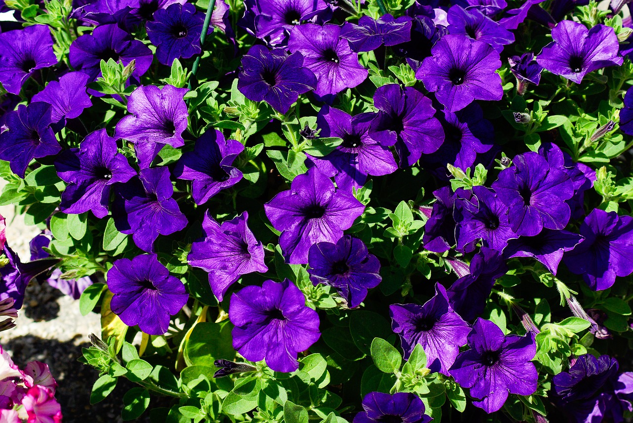 petunia flowers violet free photo