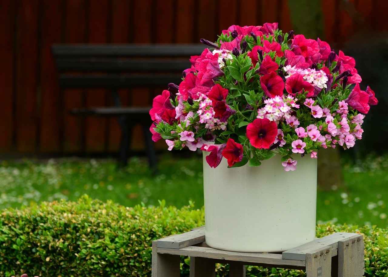 petunia flowers balkonblumen free photo