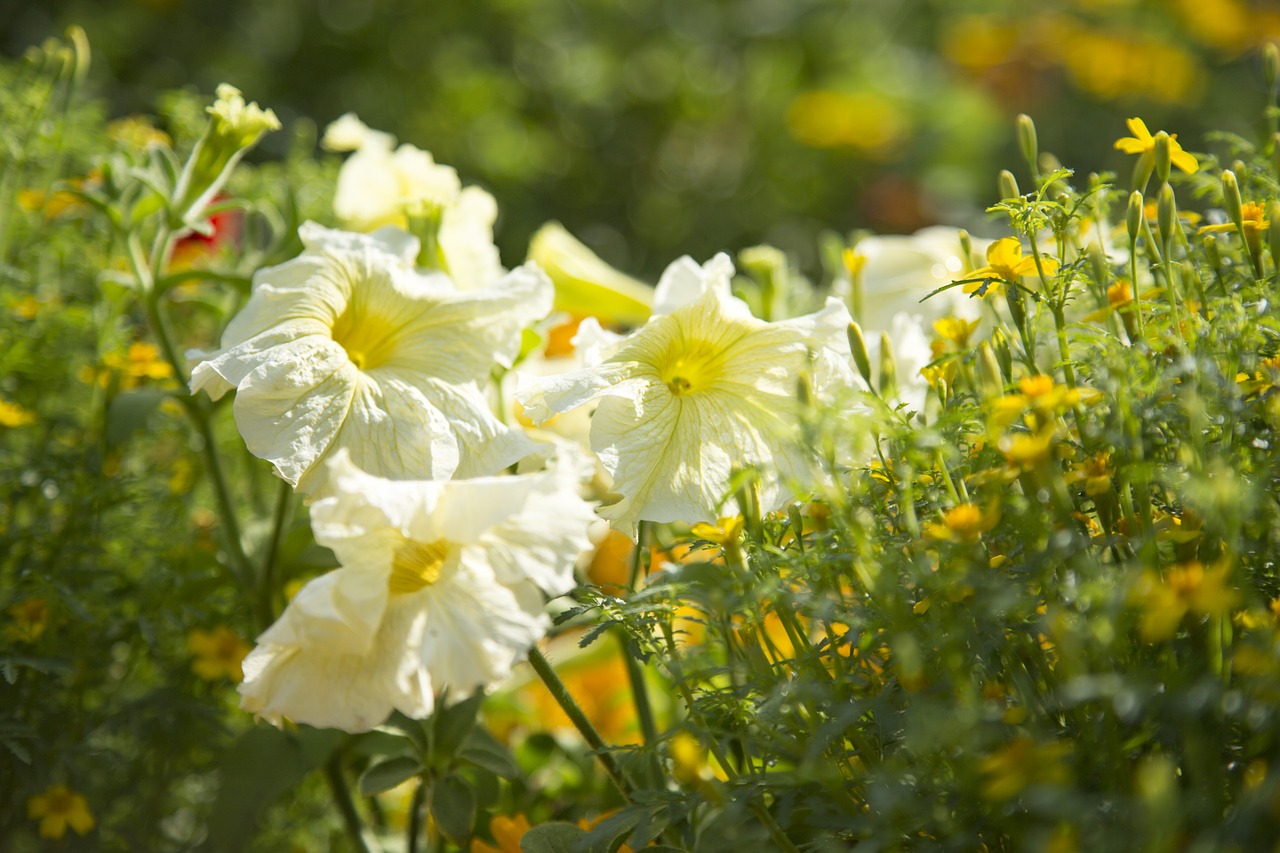 petunia white flowers free photo