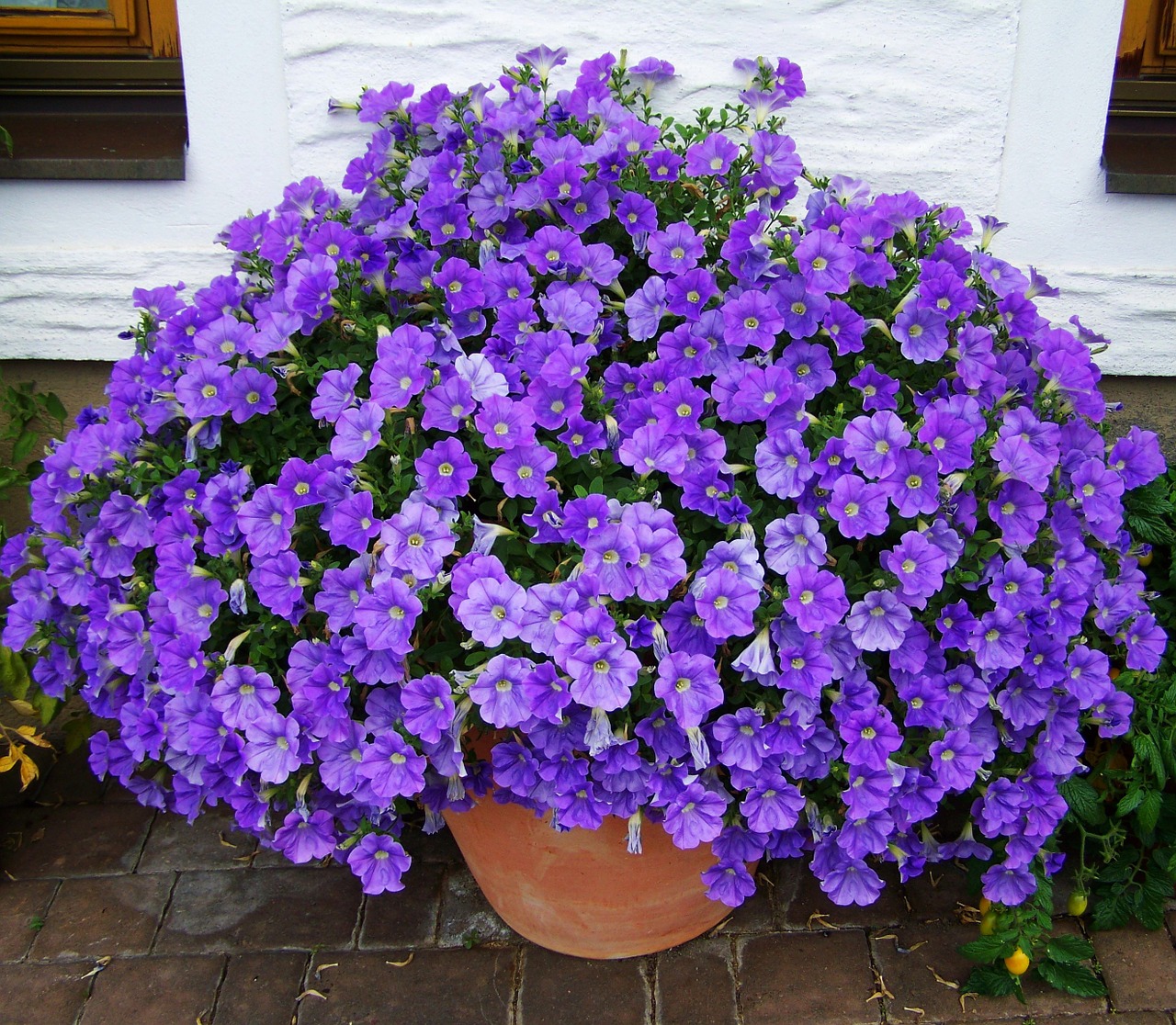 petunia bluish-purple summer flower free photo