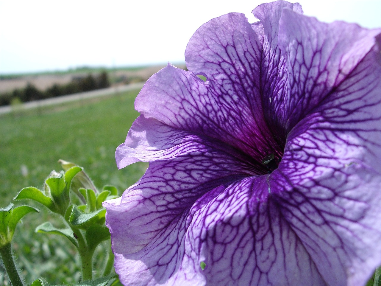 petunia purple petal free photo