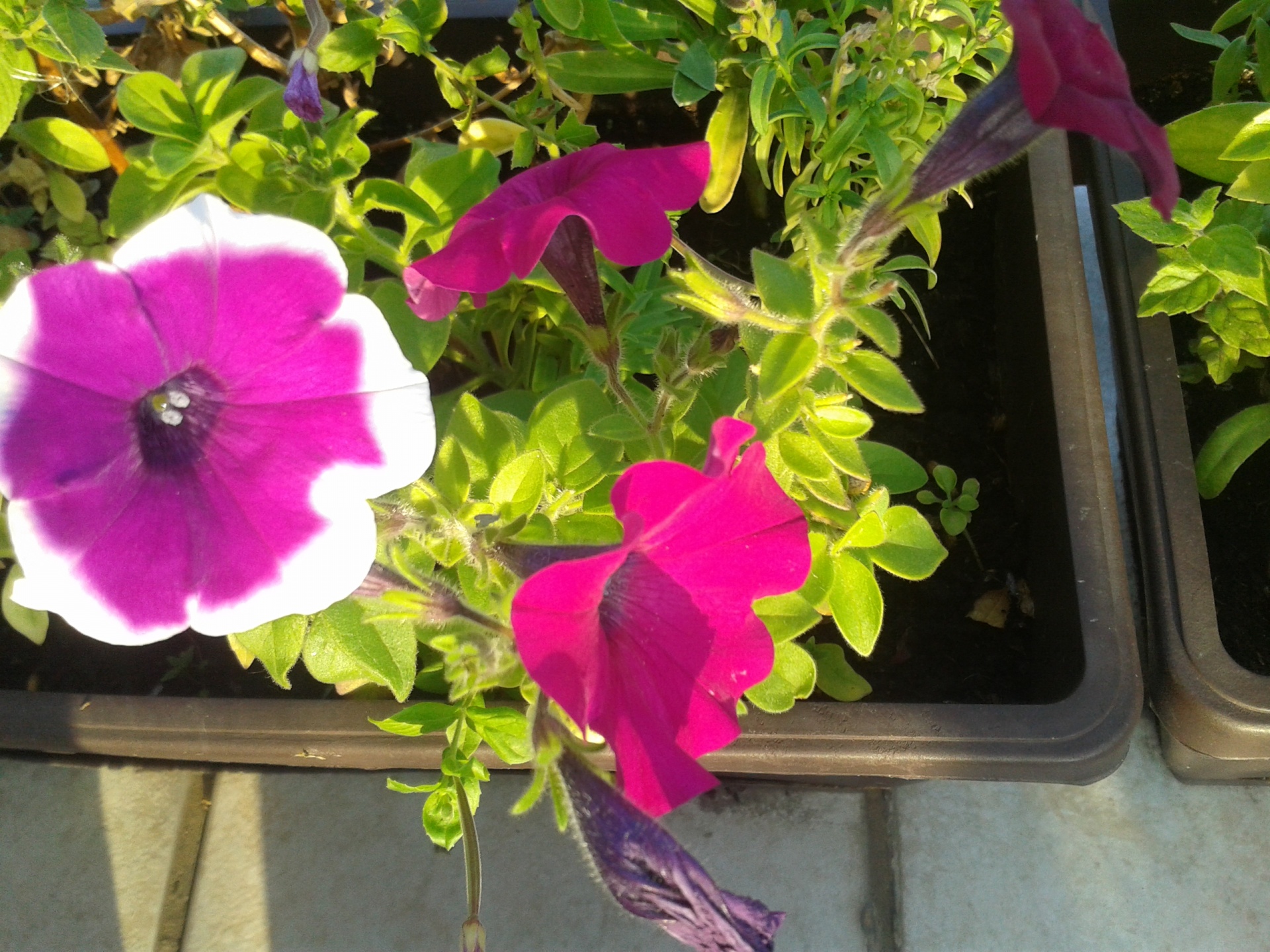 flower petunia flowers free photo