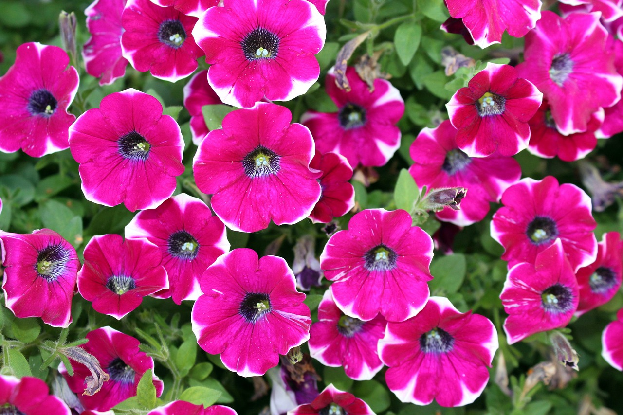 petunias flowers plant free photo