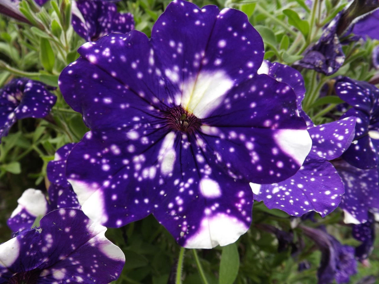 petunias night sky flower free photo