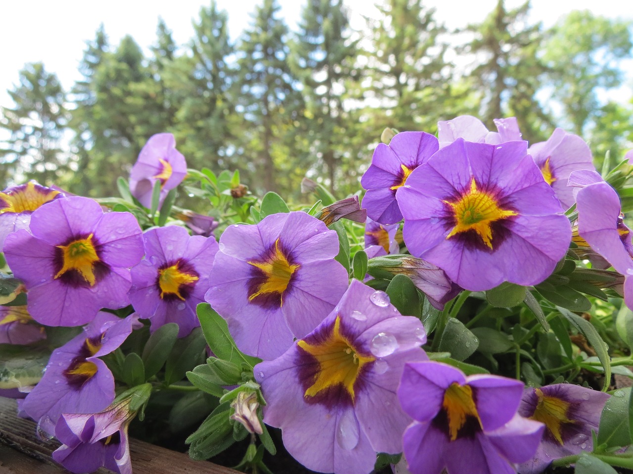 petunias violet blossom free photo