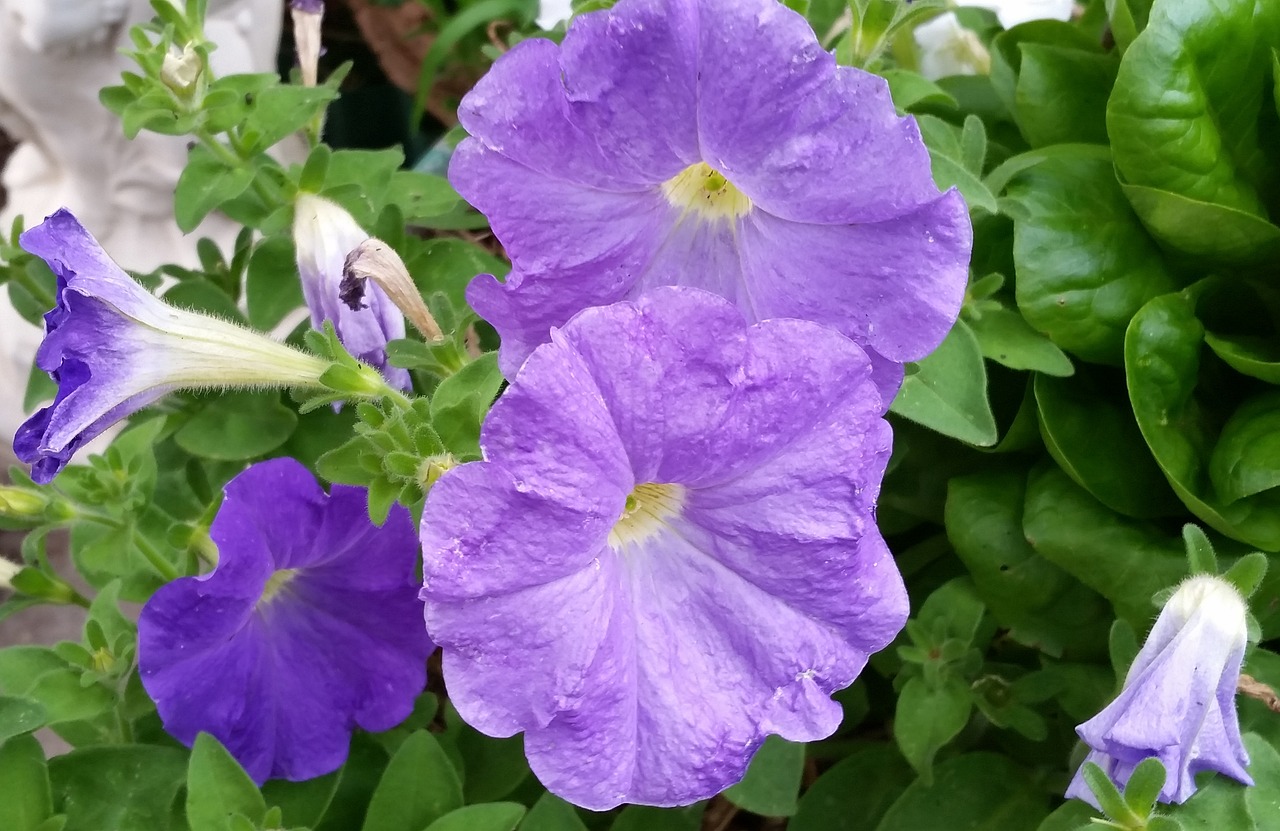 petunias purple flowers free photo