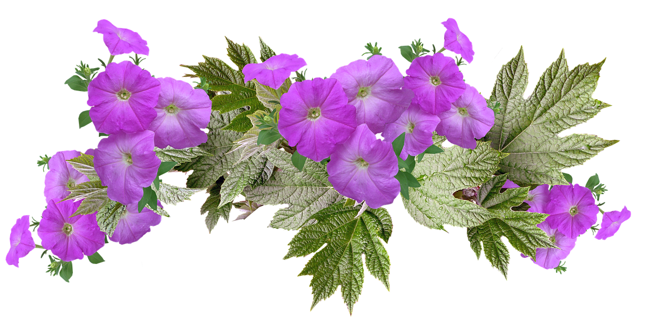 petunias  leaves  arrangement free photo