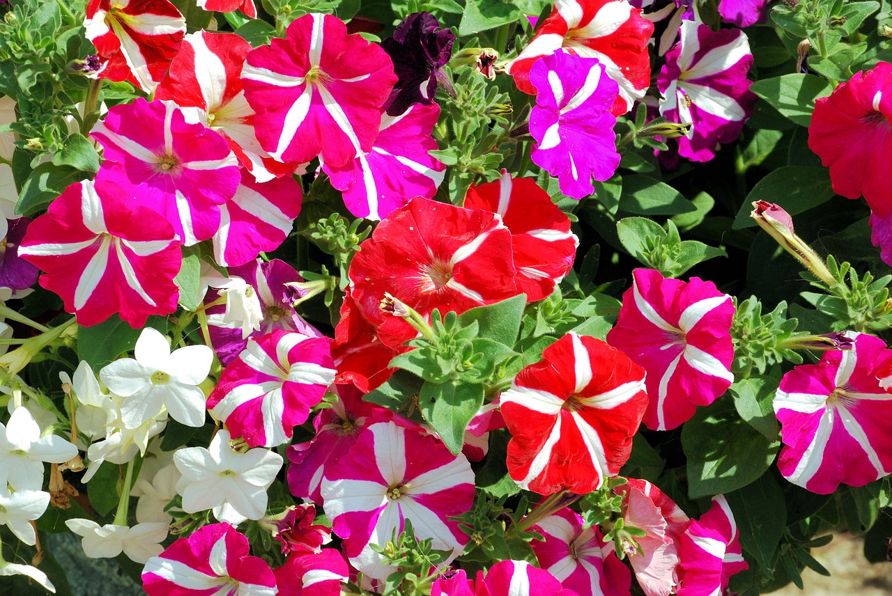 petunias summer flowers free photo