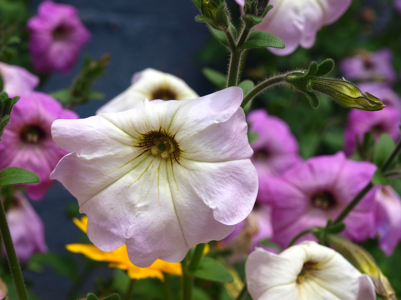 petunias  flowers  flower petunia free photo