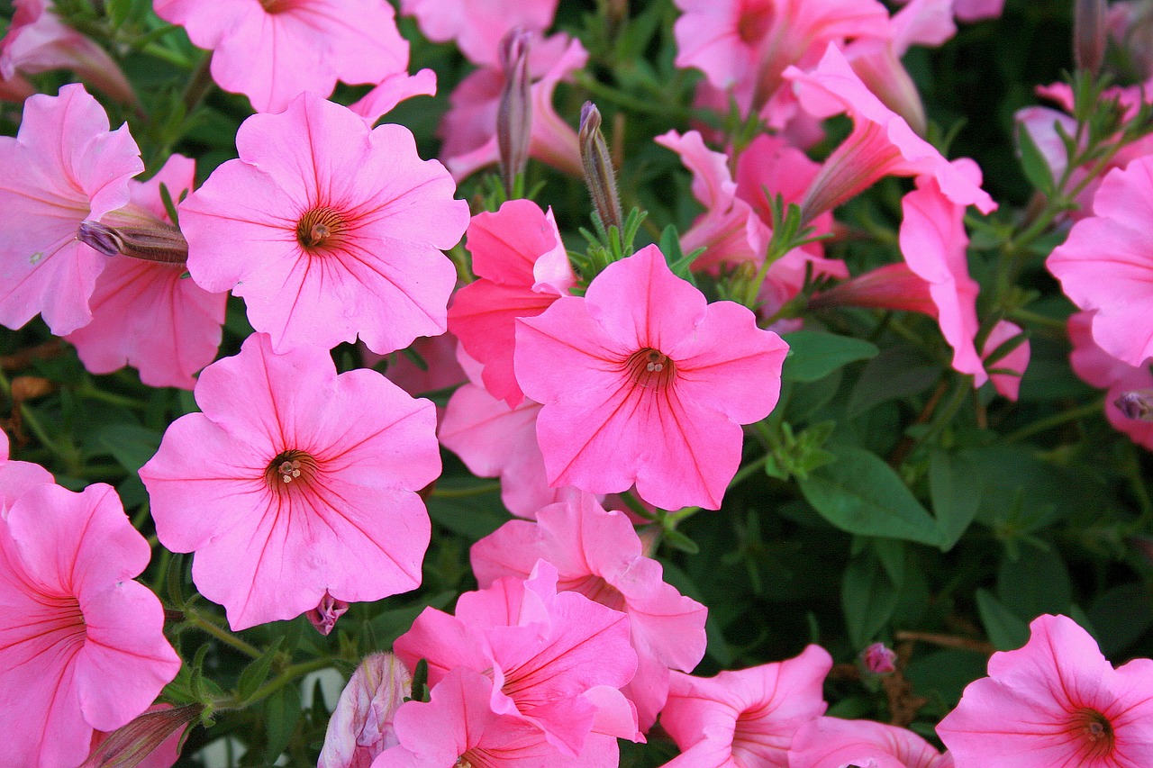 petunias flowers pink free photo