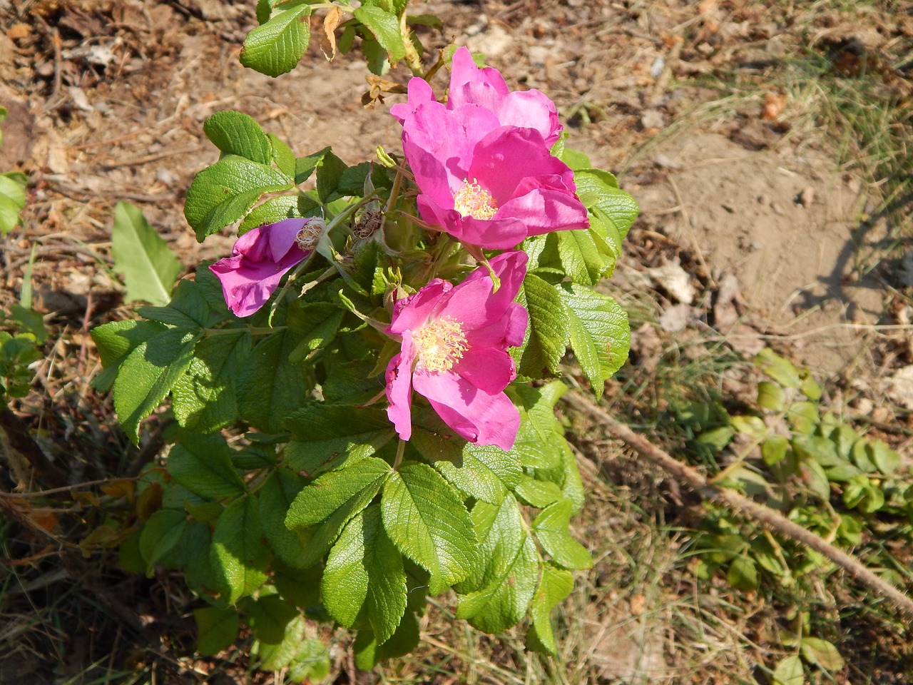 petunias flowers plants free photo