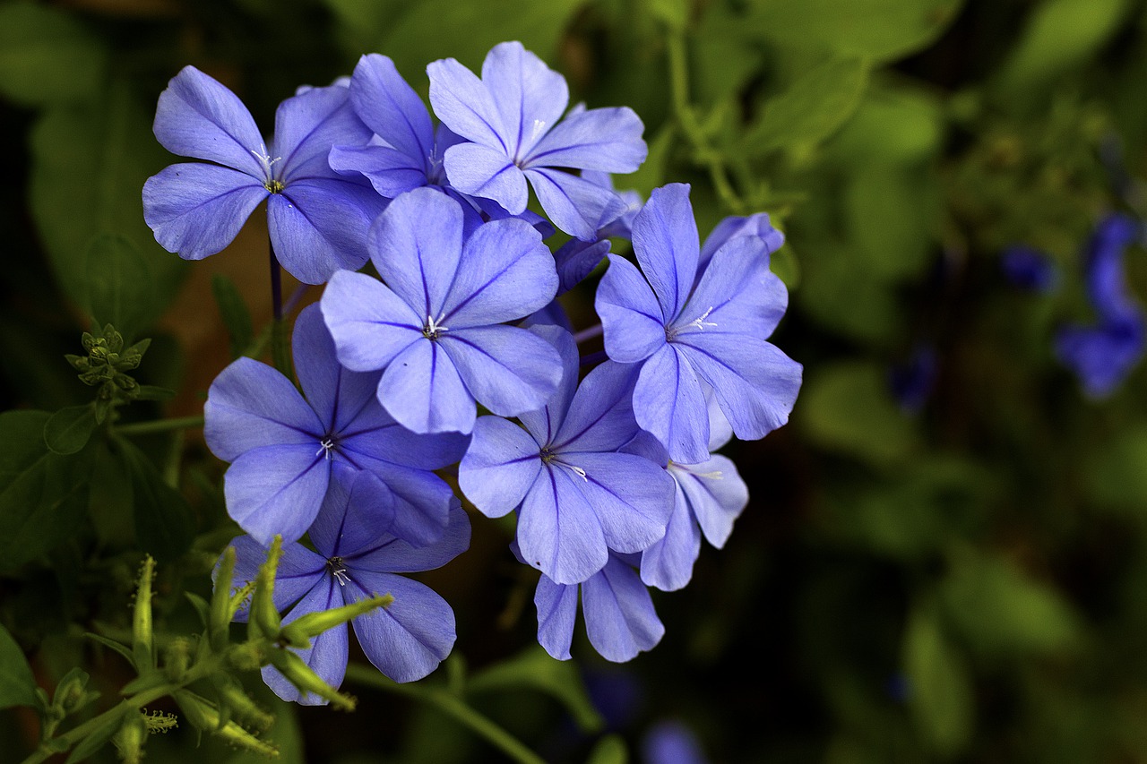 petunias  plumbago  flowers free photo