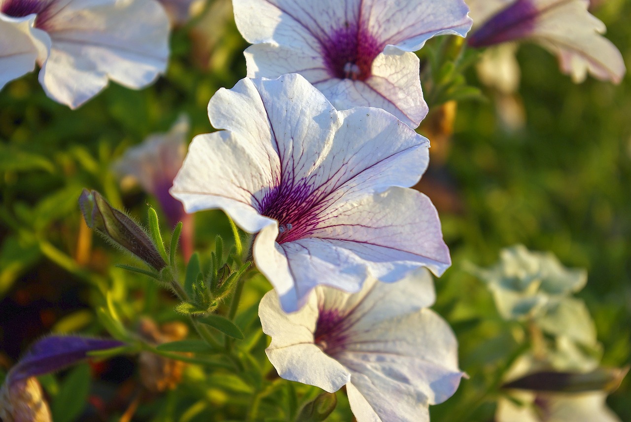 petunias at olbrich  petunia  blossoms free photo