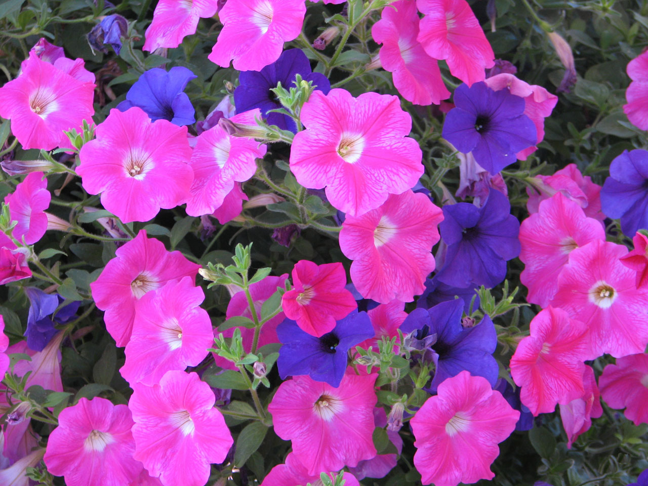 petunias flowers purple free photo