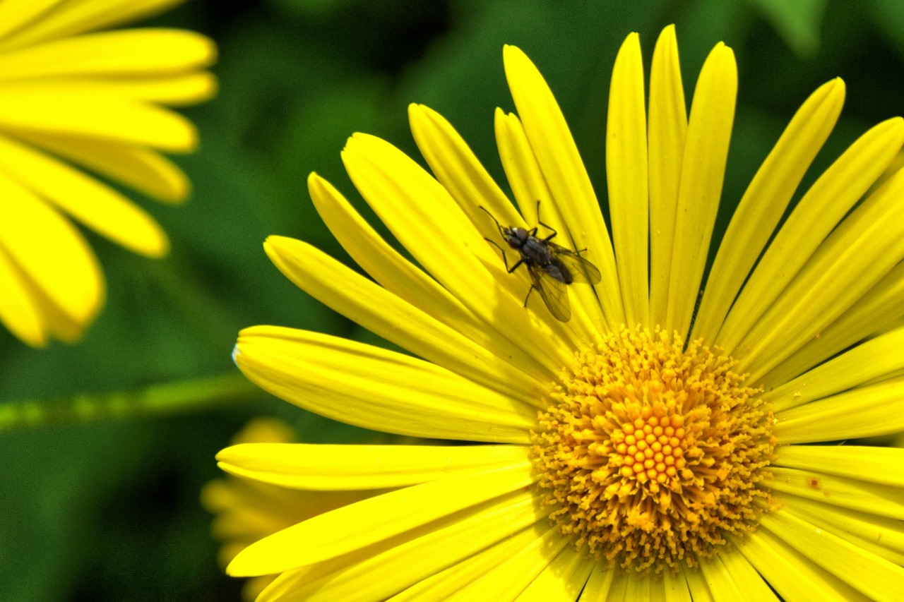 peucedanum daisy flower perennials free photo