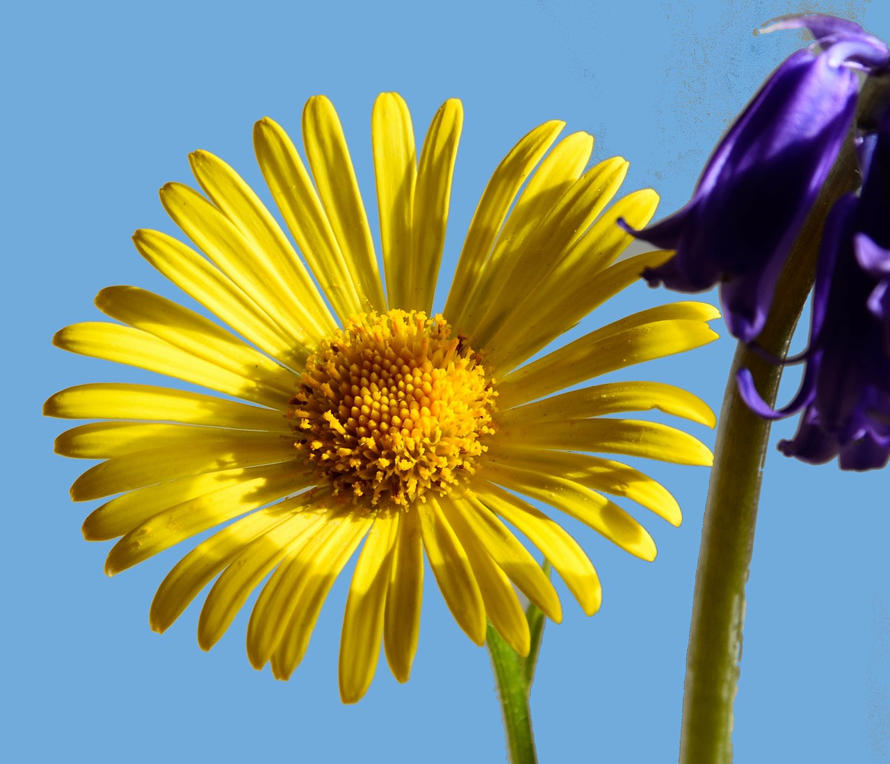 peucedanum daisy flower perennials free photo