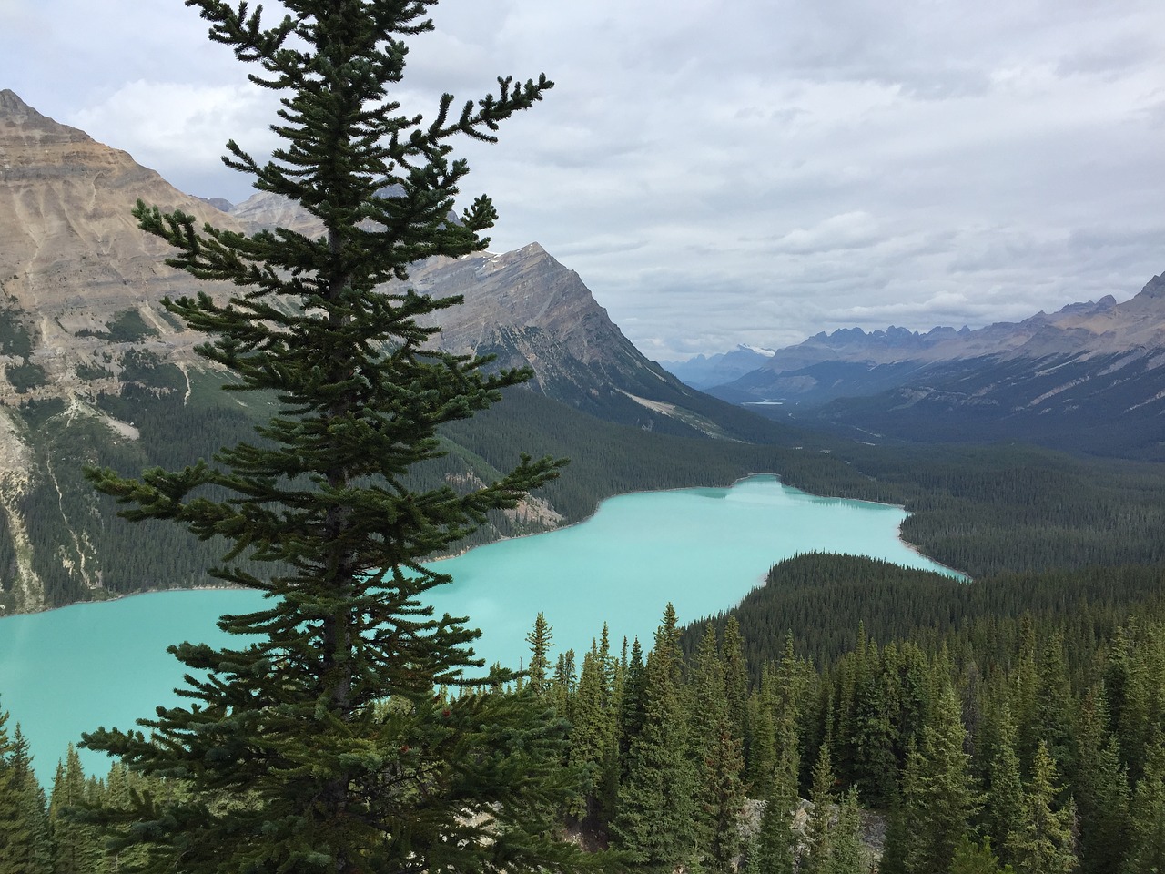 peyto lake canada la free photo