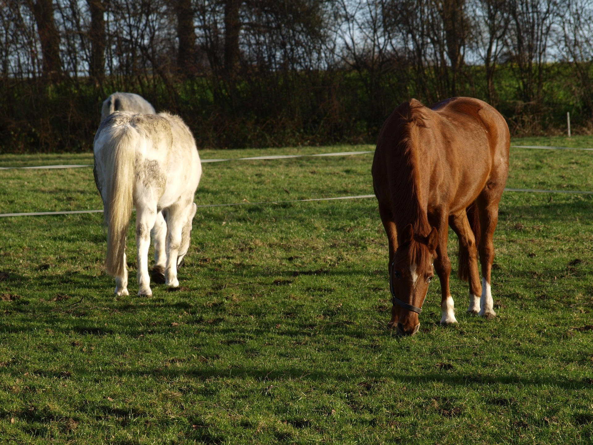 horse brown stallion free photo