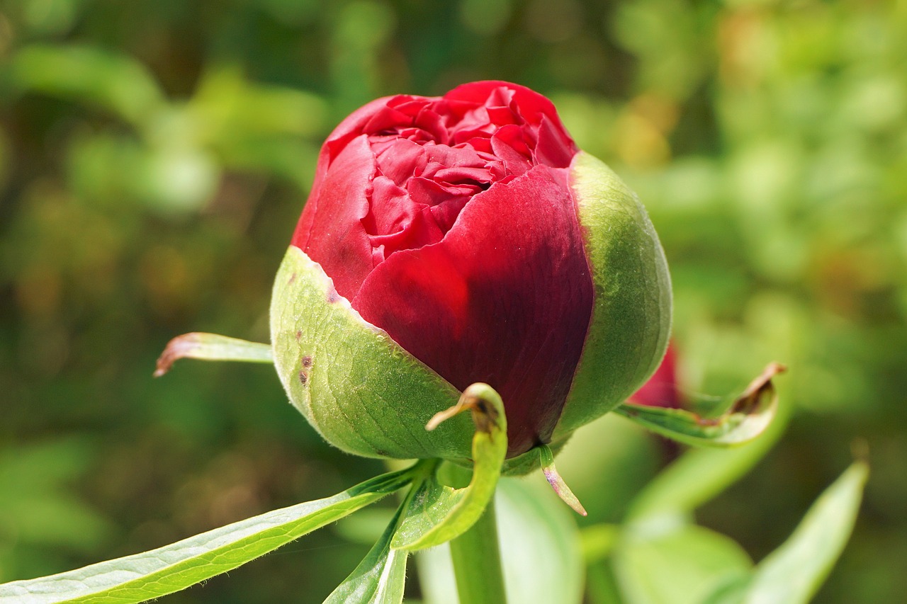 pfingsrose blossom bloom free photo