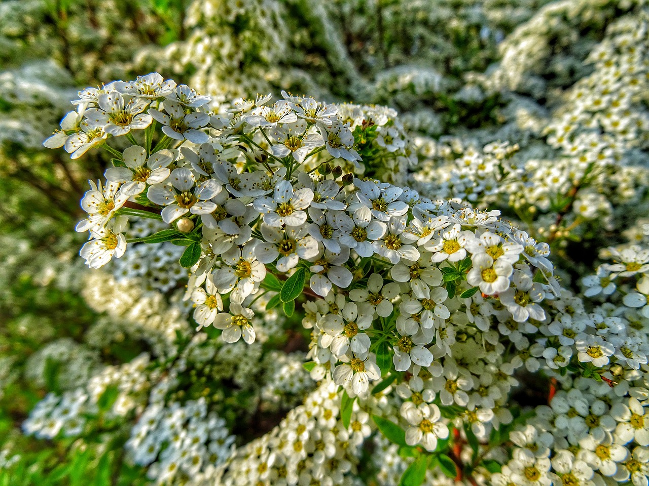 pflanzen  blüten  flowers free photo