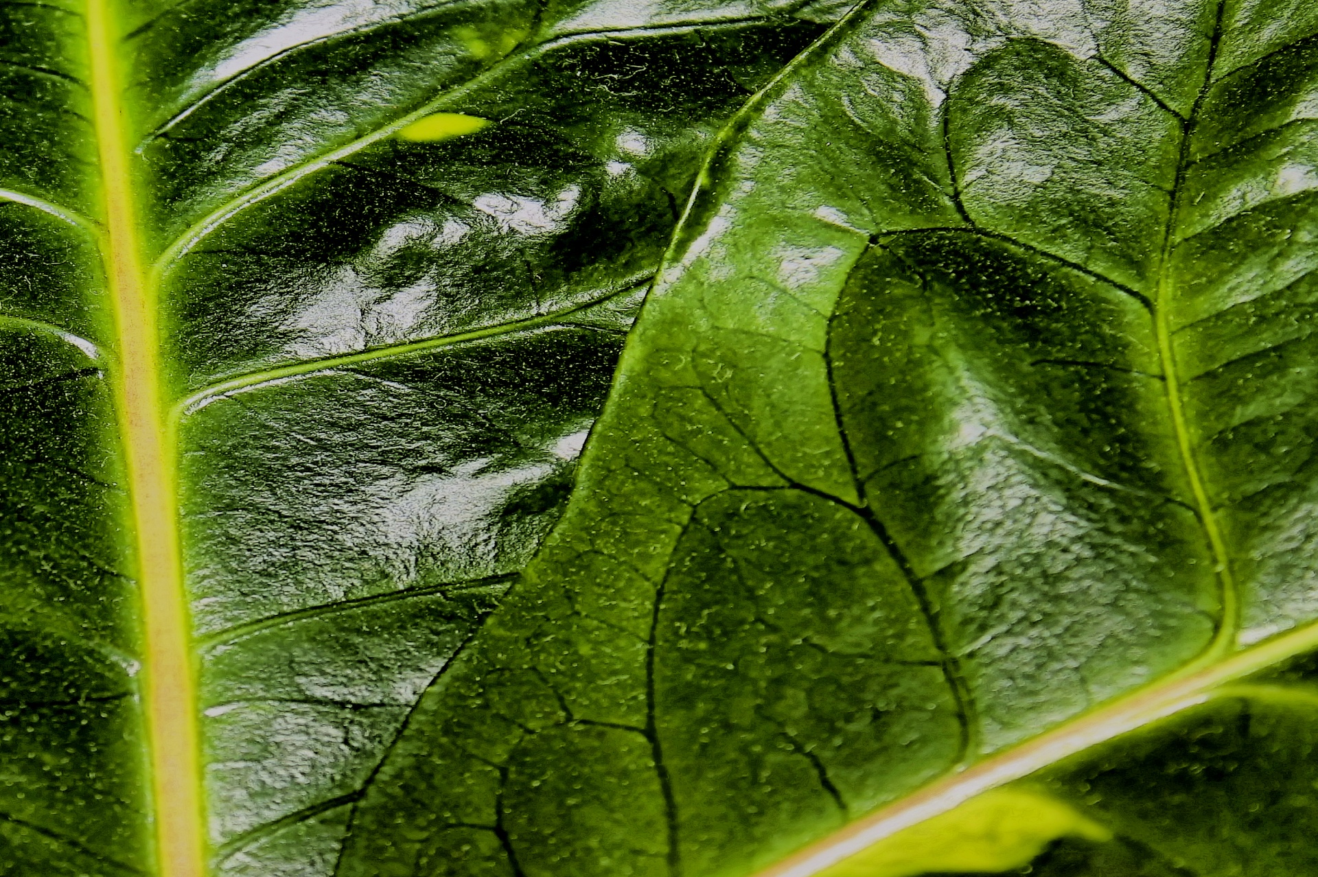 foliage green leaves free photo