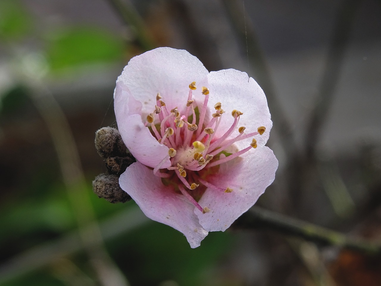 pflaum blossom bloom free photo