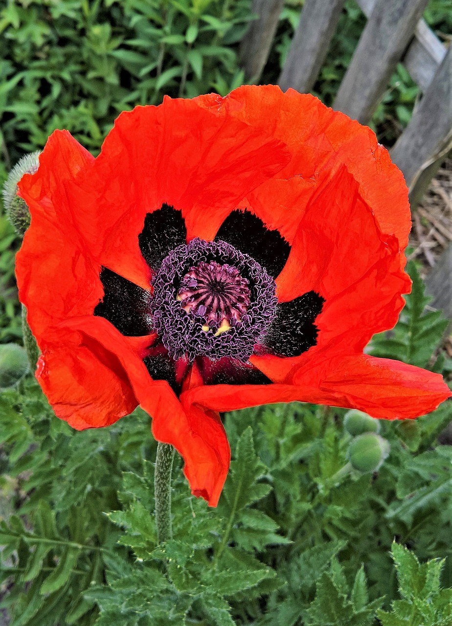 pflp  poppy  klatschmohn free photo