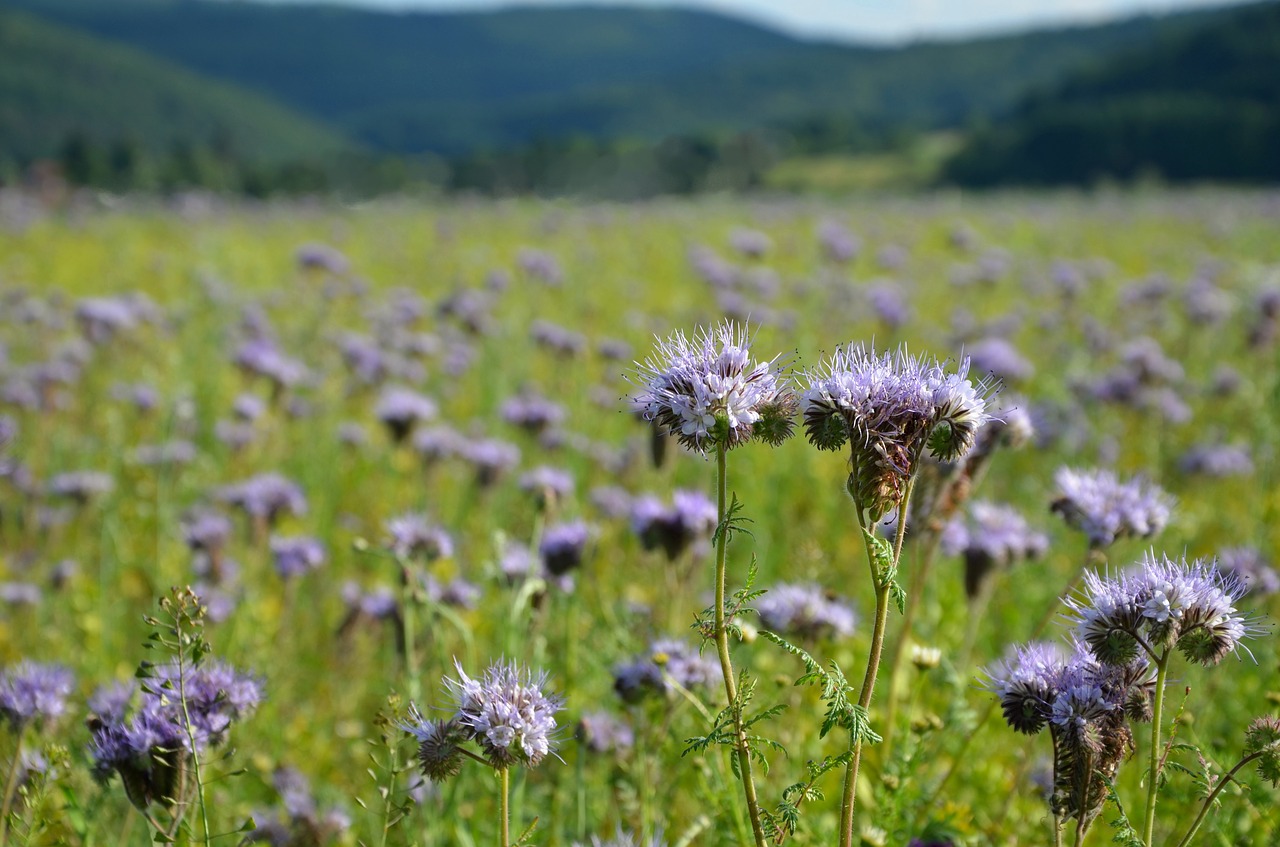 phacelia bees field flowers free photo