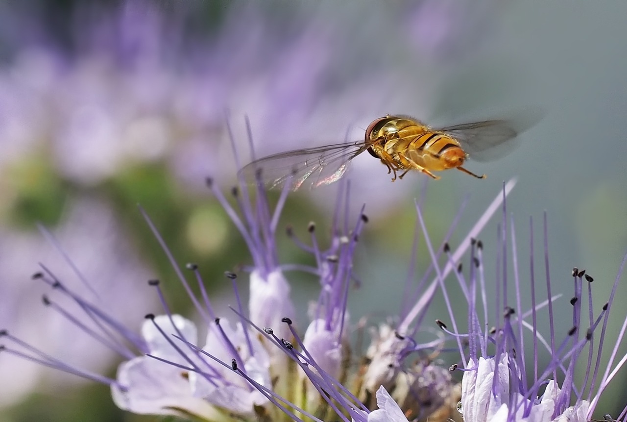 insect plant nature free photo