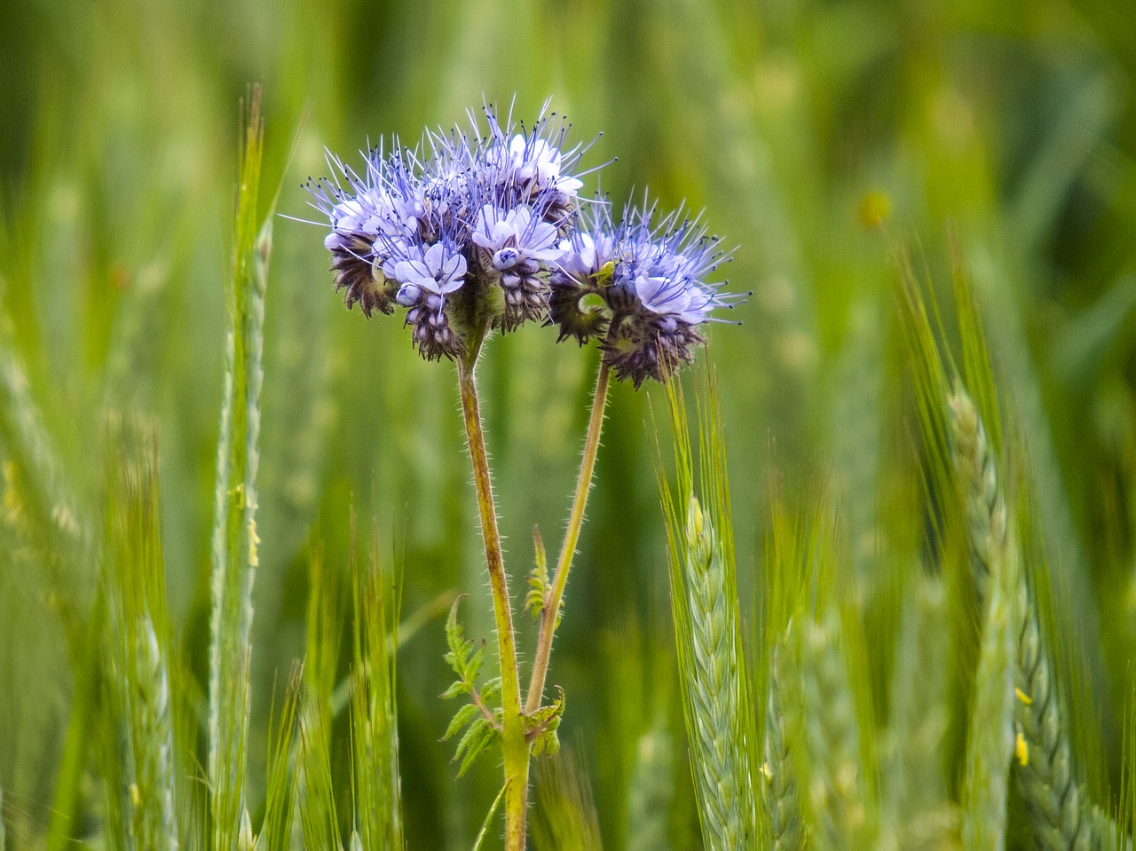 phacelia phazelia plant free photo