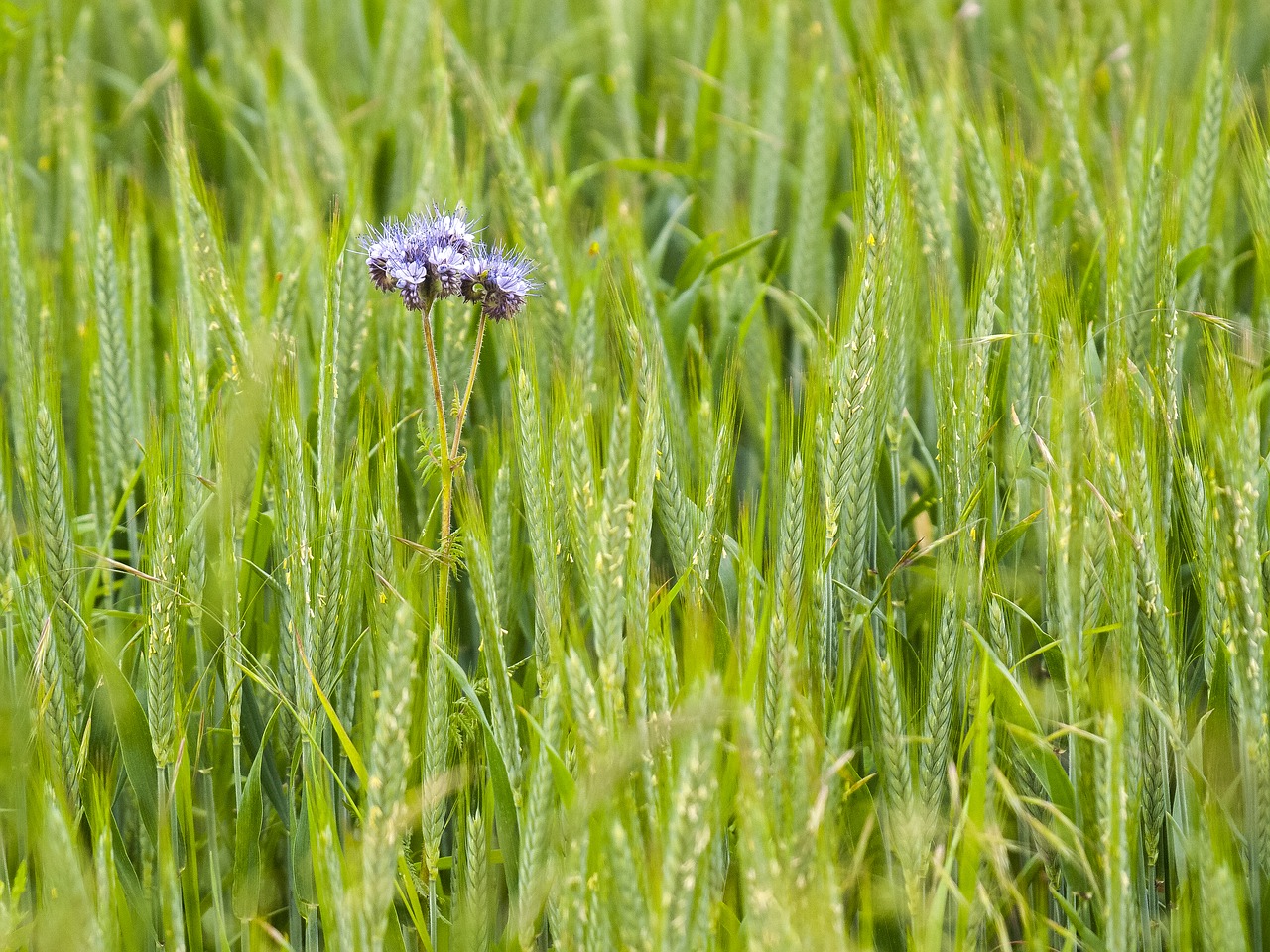 phacelia phazelia flower free photo