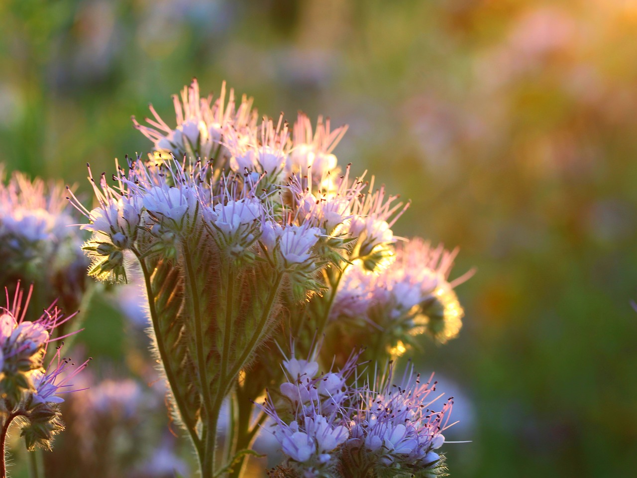 phacelia  flower  plant free photo