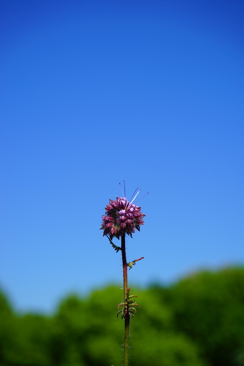 phacelia flower blossom free photo