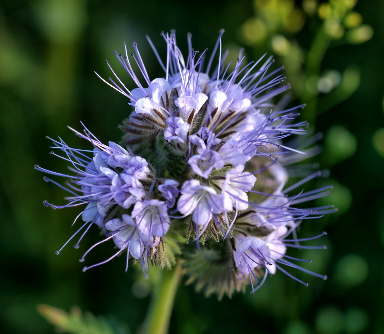 phacelia flower tufted flower free photo