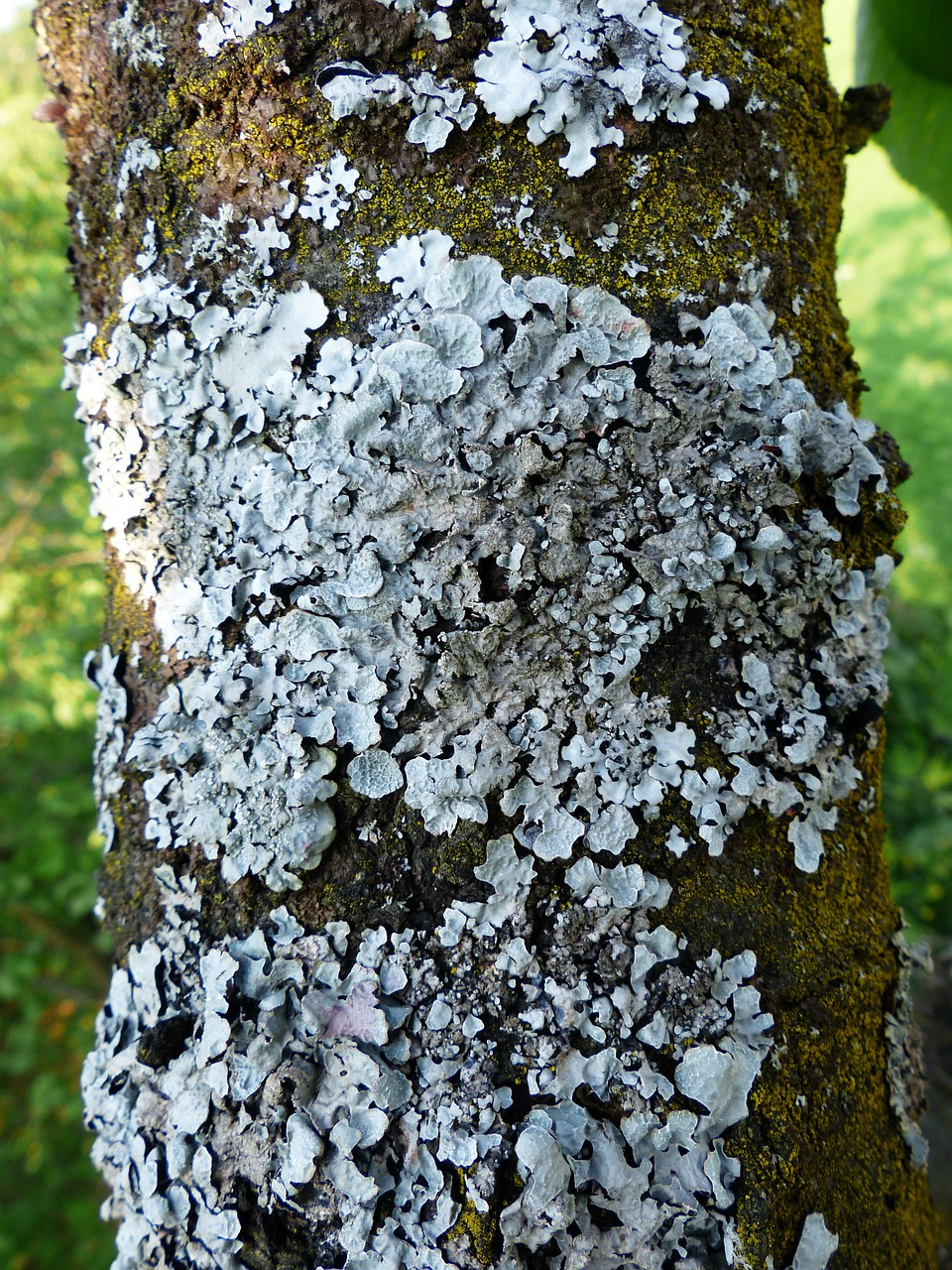 phaeophyscia orbicularis laubflechte lichen free photo