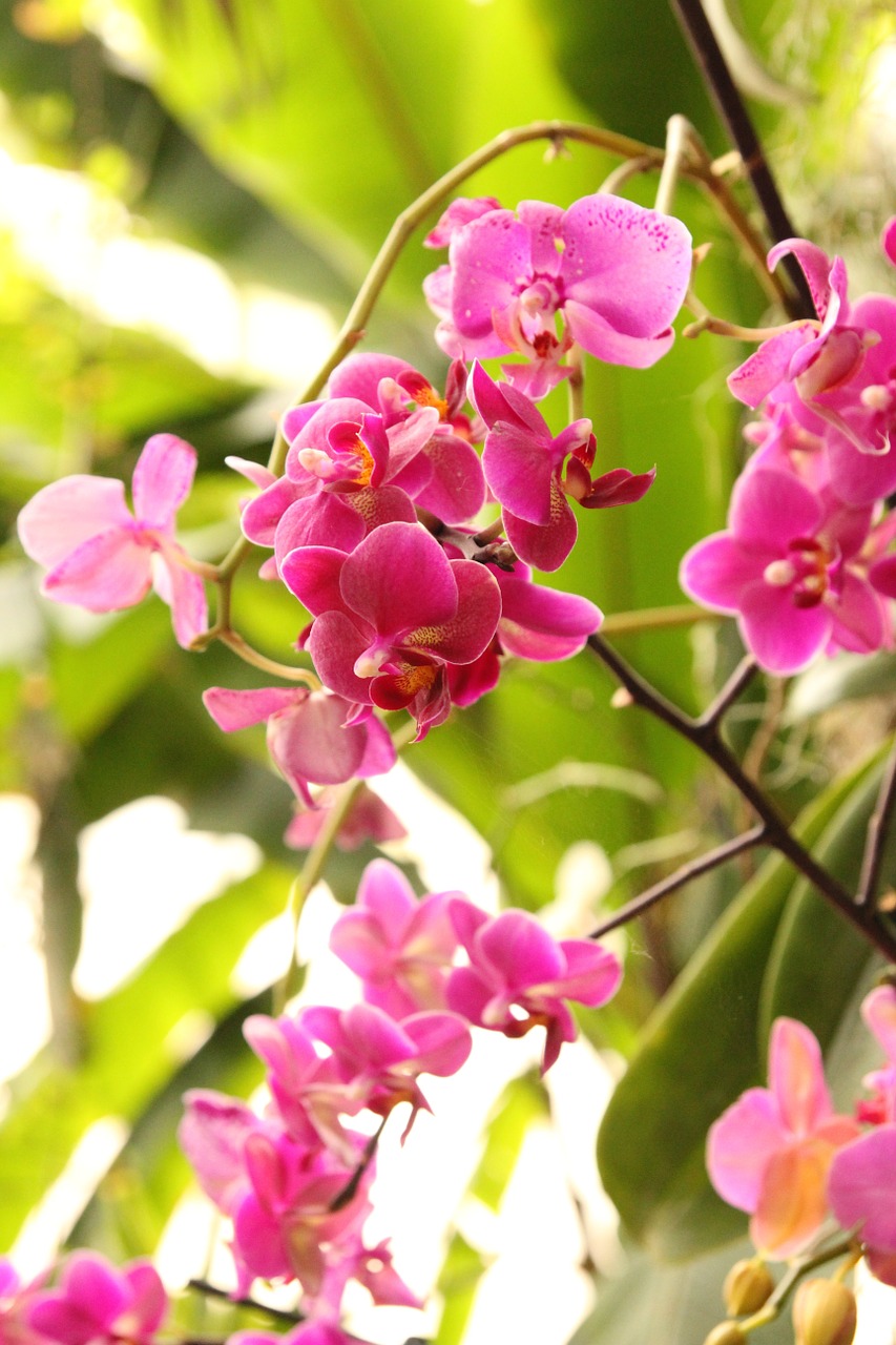 phalaenopsis orchid pink free photo