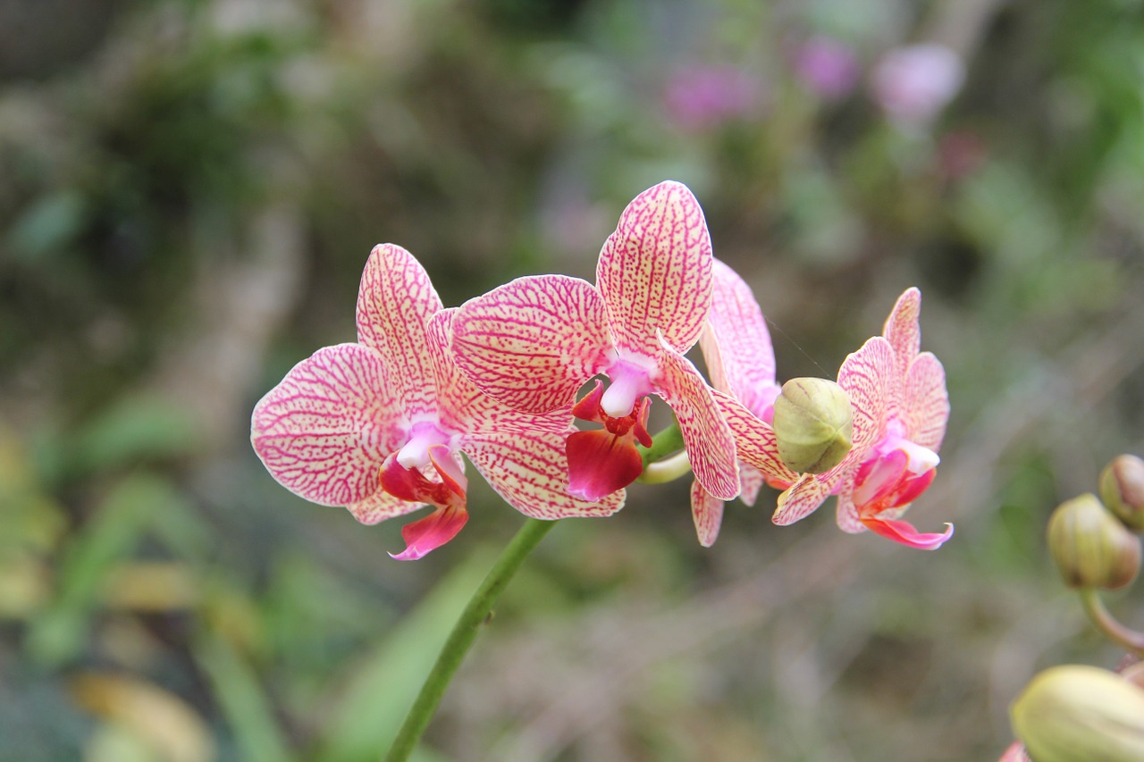 phalaenopsis plant flower free photo