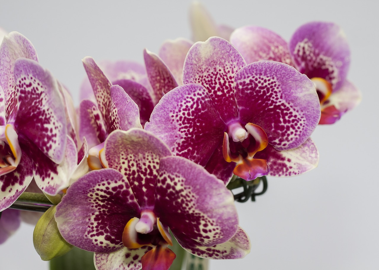 phalaenopsis purple orchid free photo