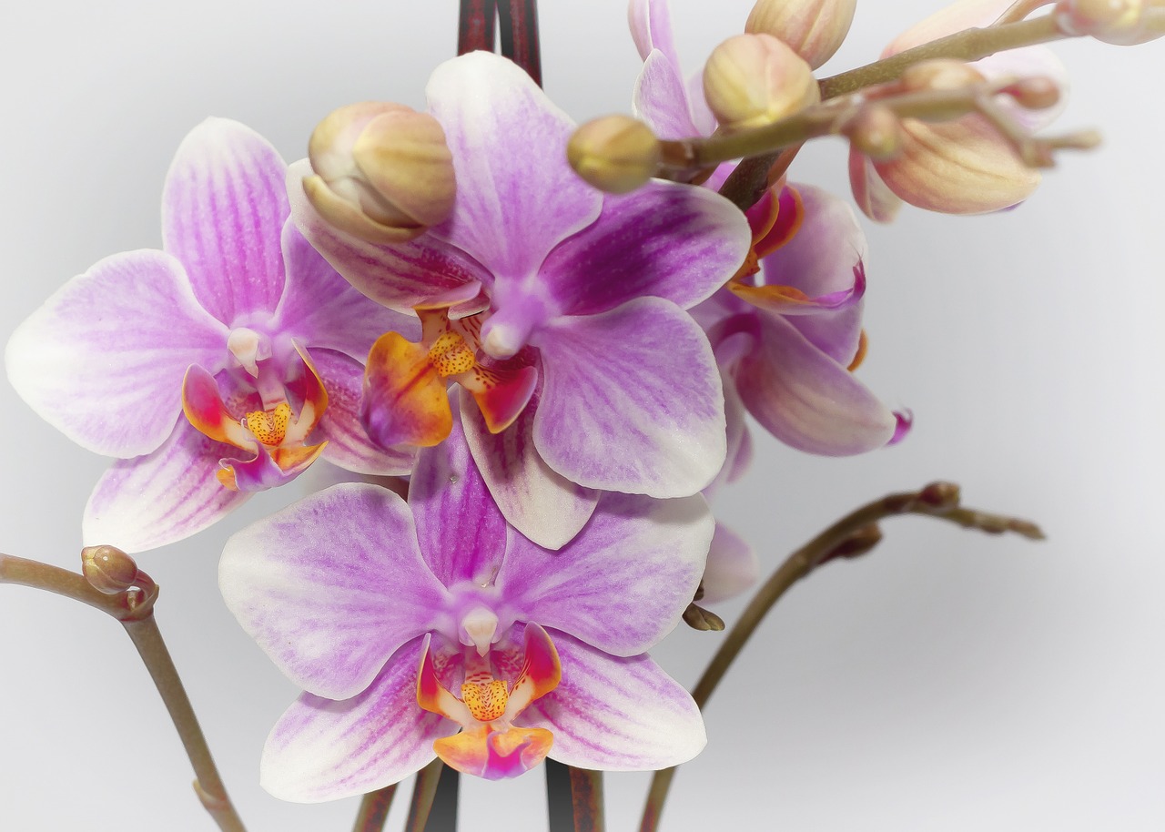 phalaenopsis purple orchid free photo