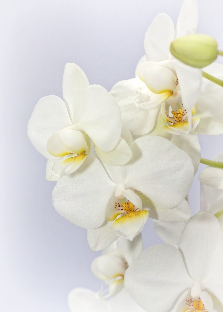 phalaenopsis orchid weis free photo