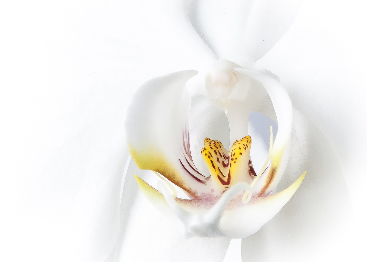 phalaenopsis orchid white free photo