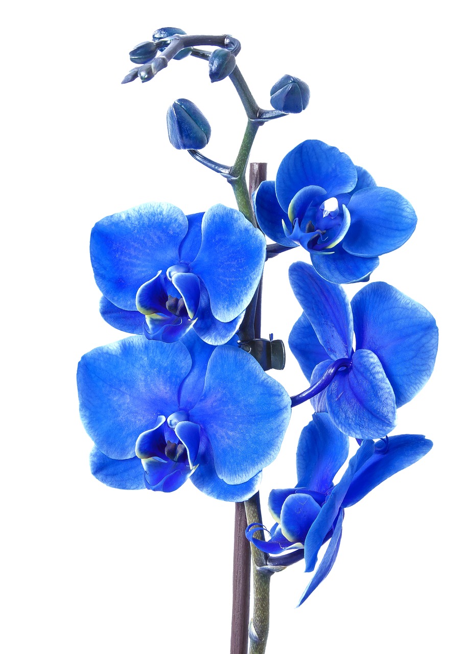 phalaenopsis orchid colored blue free photo