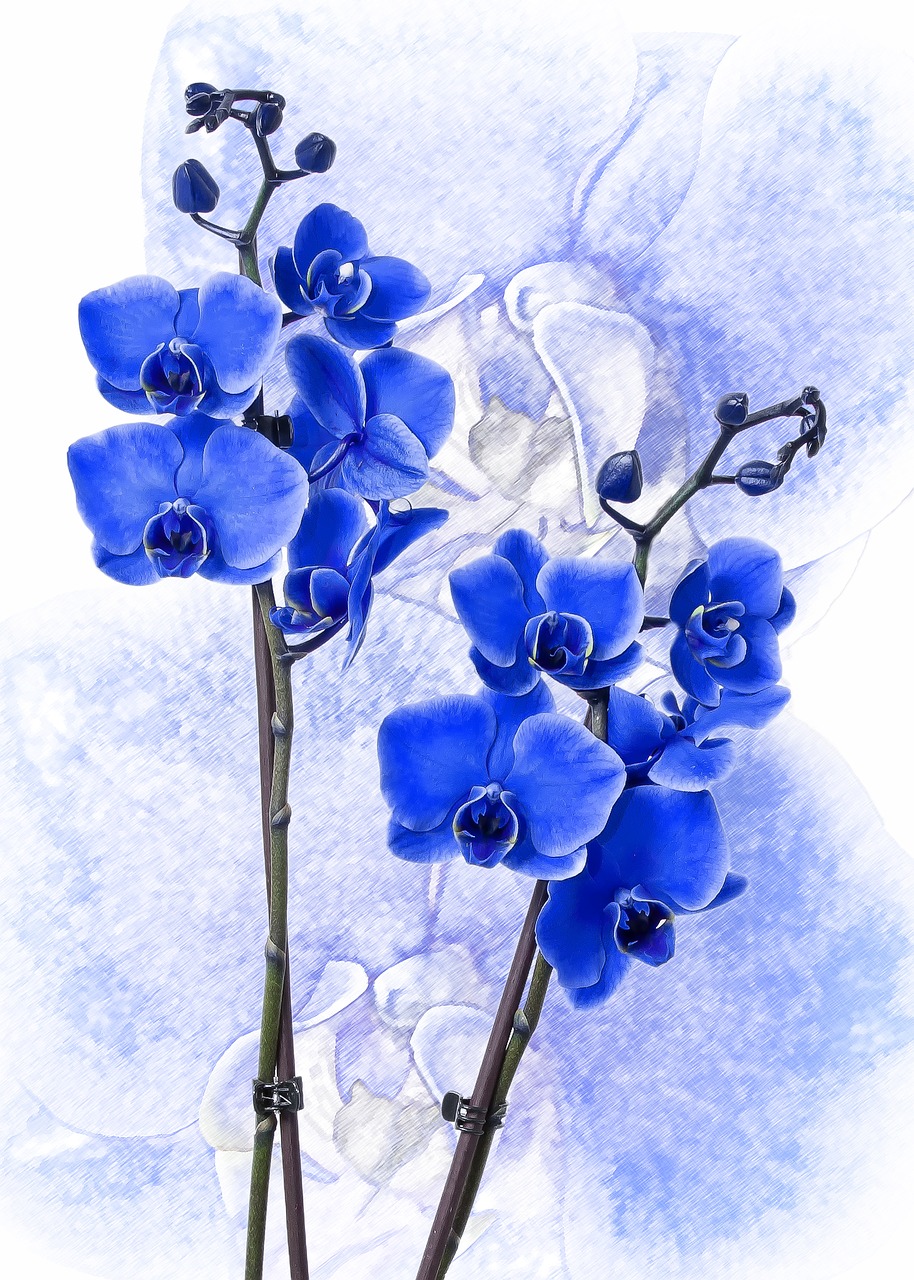 phalaenopsis orchid colored blue free photo