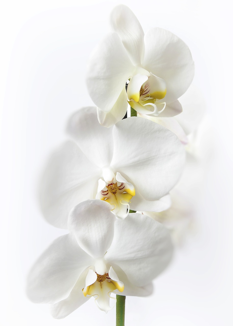 phalaenopsis orchid white free photo