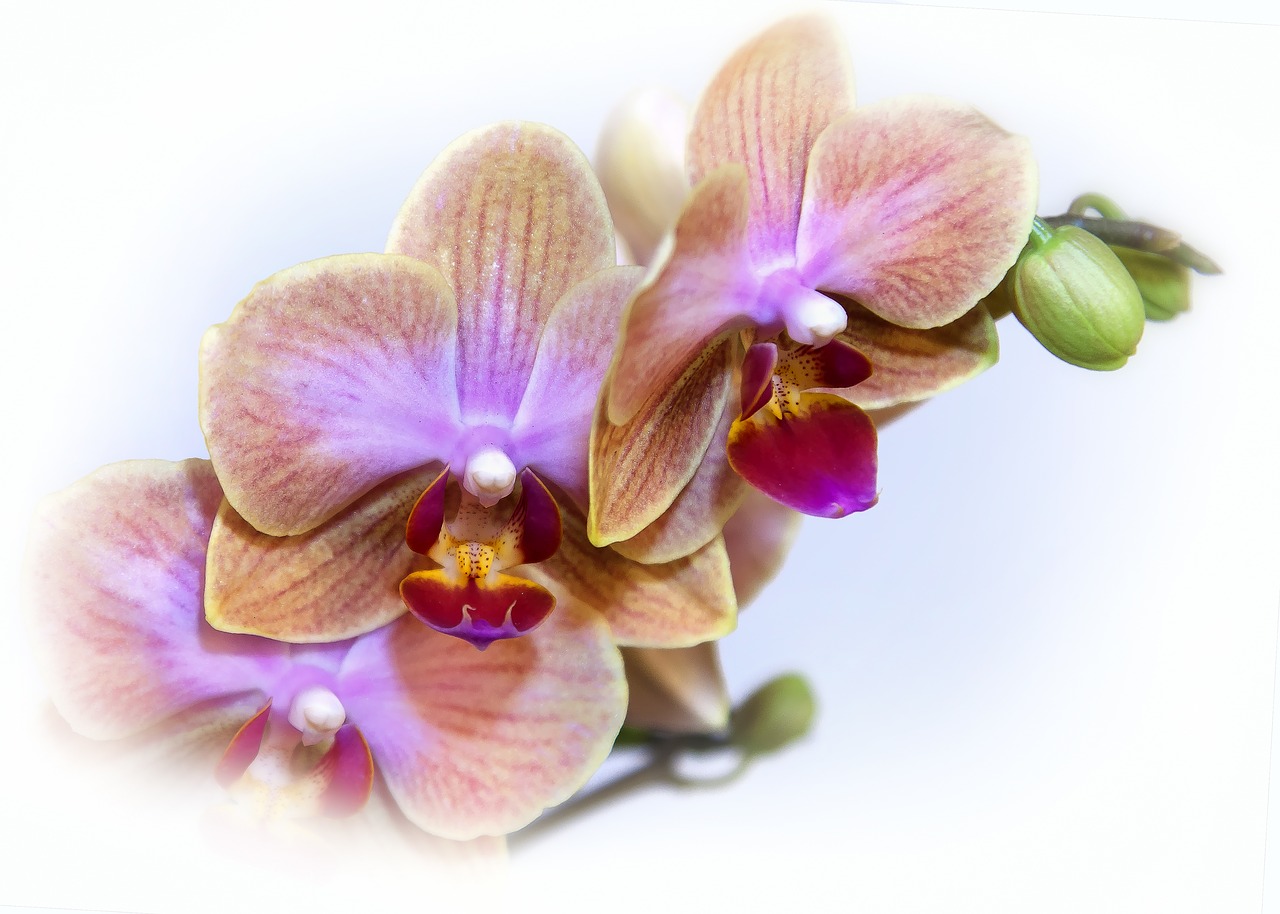 phalaenopsis orchid blossom free photo